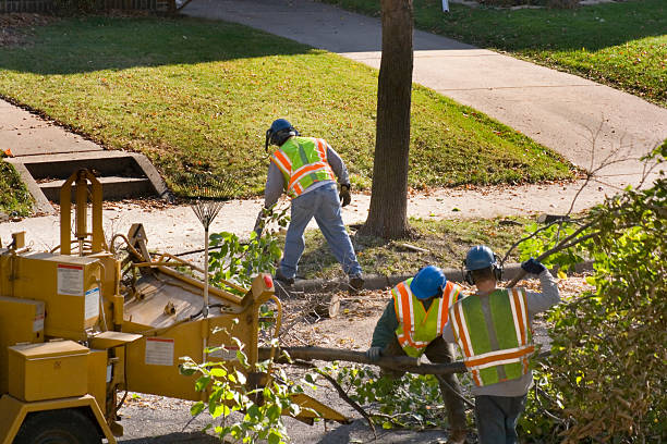 Tree Service Company in Shady Side, MD